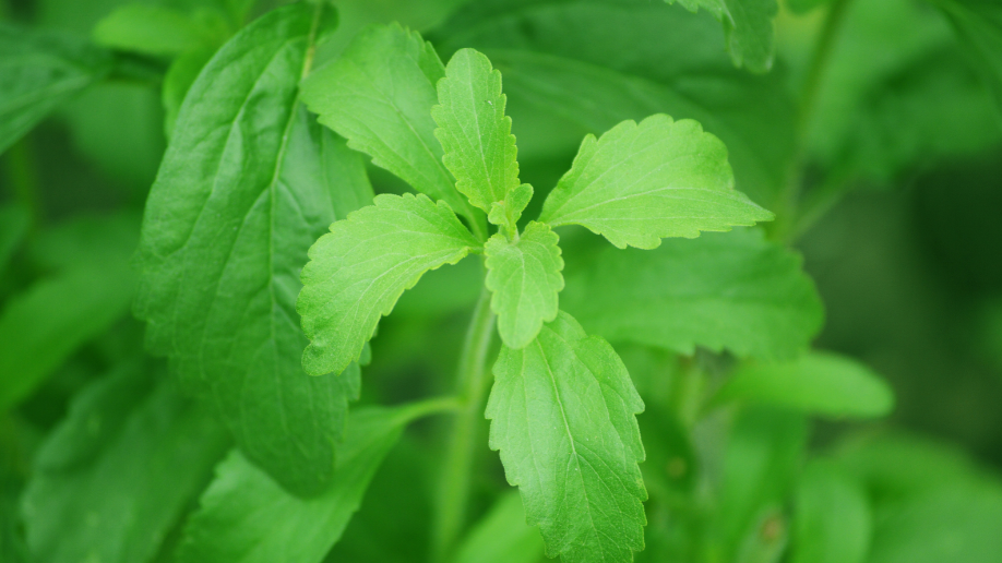 Stevia, eritritol y xilitol bajo la lupa de la industria alimentaria